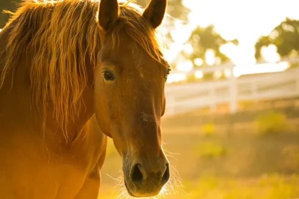 競馬場